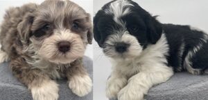 Schnauzer Poodle Mix Puppy - Schnoodle Puppies For Sale