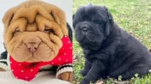 Shar Pei Breeders in Michigan