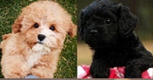 Shichon Dog Breed Teddy Bear Puppy For Sale