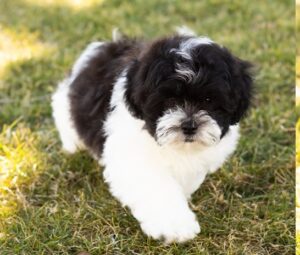 Shichon Teddy Tear Dog for Sale