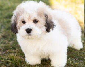 Shichon puppies for sale