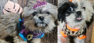 Shih Tzu Puppies For Sale