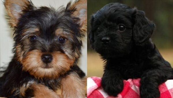 Silky terrier puppies for sale