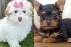 Silky terrier puppy for sale