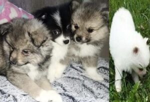 Spitz Dog Puppies For Sale