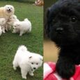 Spitz Puppies For Sale