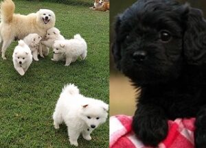 Spitz Puppies For Sale