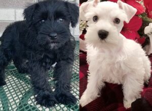 standard schnauzer black puppy for sale