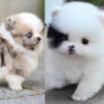 Teacup Size Pomeranian Puppies For Sale