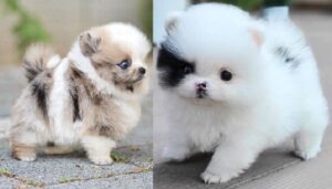 Teacup Size Pomeranian Puppies For Sale