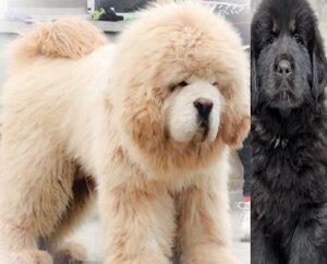 Tibetan Mastiff Breeders near my area