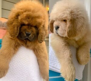 Tibetan Mastiff Puppies For Sale