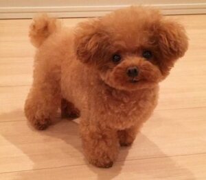 Toy poodle puppies for sale