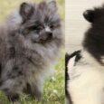 Volpino Puppies For Sale near me