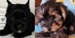 Yorkshire Terrier Puppy For Sale under $500