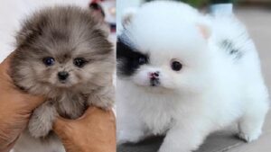 teacup pomeranian puppy for sale