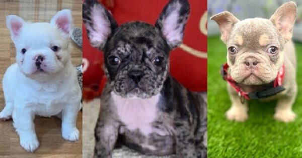 A French bulldog puppy for sale