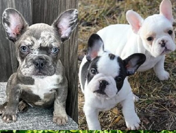 Atlanta superfly frenchies French bulldog puppies for sale Atlanta Georgia breeders