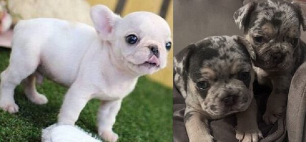 Blue Merle French bulldog for sale