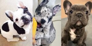 Blue eyed merle French bulldog for sale