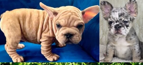 Bulldog French for Sale
