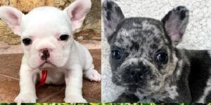 Cheap French Bulldog Puppies Under $500 in Kentucky