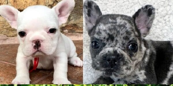 Cheap French Bulldog Puppies Under $500 in Kentucky