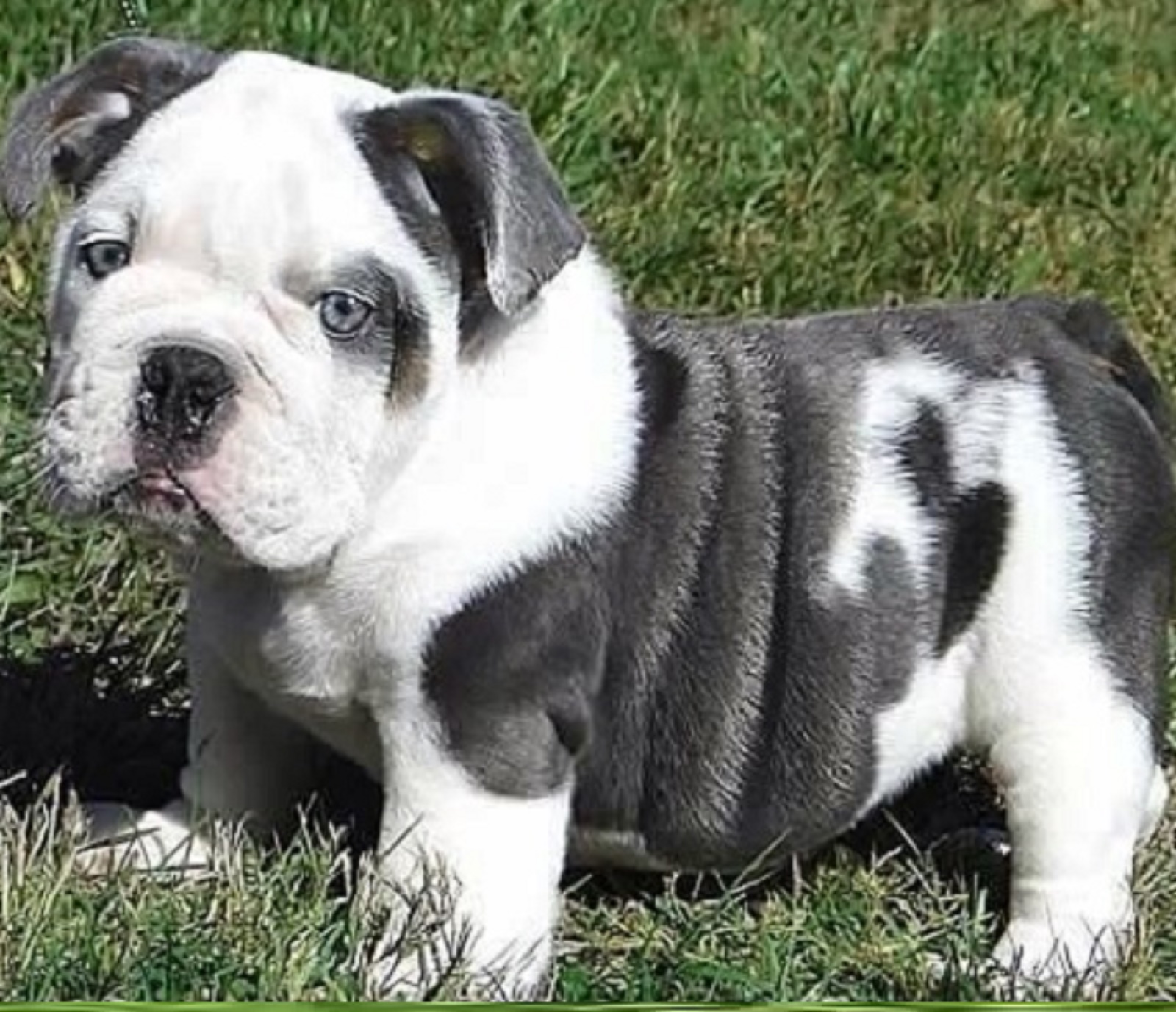 Bulldog