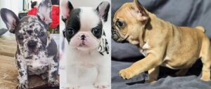 Fluffy French Bulldog for Sale