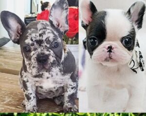 French Bull dogs for sale Michigan