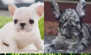 French Bulldog Puppies Jackson MS