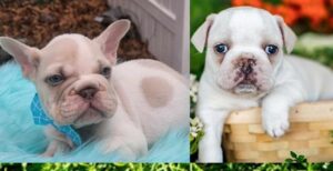 French Bulldog Puppies Stillwater MN