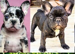 French Bulldogs for Sale Mandeville LA