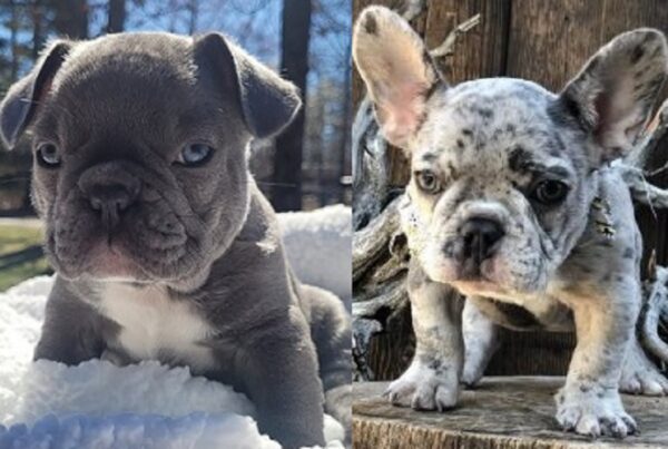 French English bulldog mix puppies for sale