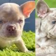 French bulldog for sale price