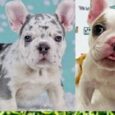 French bulldog puppies Florida under $500