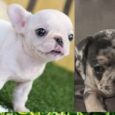 French bulldog puppies Peoria IL