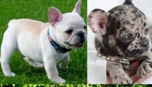 French bulldog puppies Springfield MO