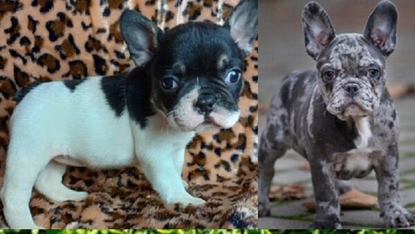 French bulldog puppies Texas for sale
