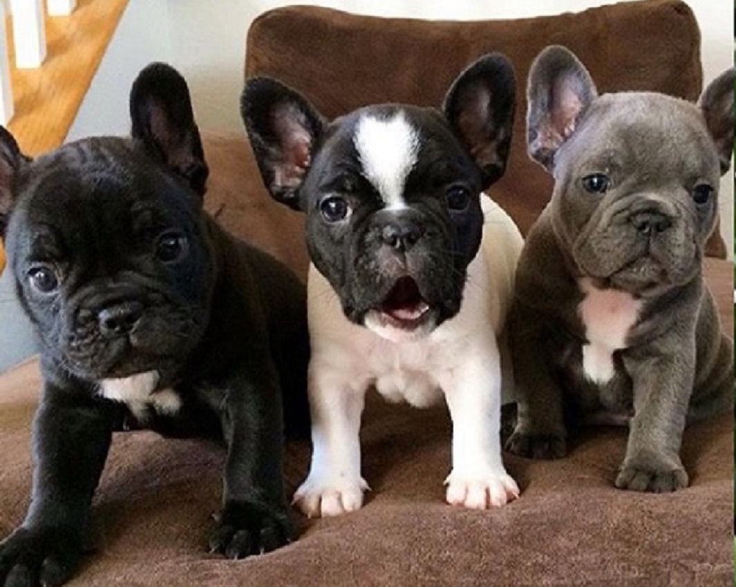 Available French bulldog puppy prices