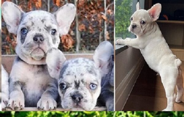 French bulldogs California