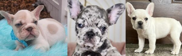 French bulldogs for sale