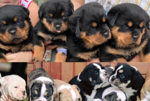 German Rottweiler breeders near me