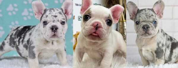Long Haired French bulldog puppies for sale