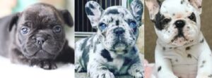 Merle French bulldog price range