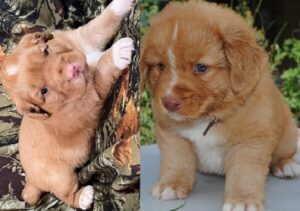 Nova Scotia Duck Tolling Retriever puppy for sale