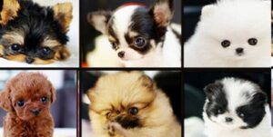 Pomeranian small dog breeds