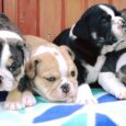 Puppies for Sale English Bulldog