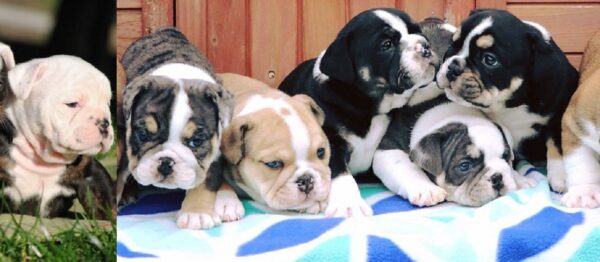 Puppies for Sale English Bulldog