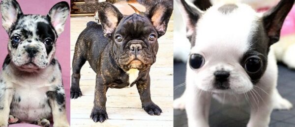 Puppies for Sale French Bulldog